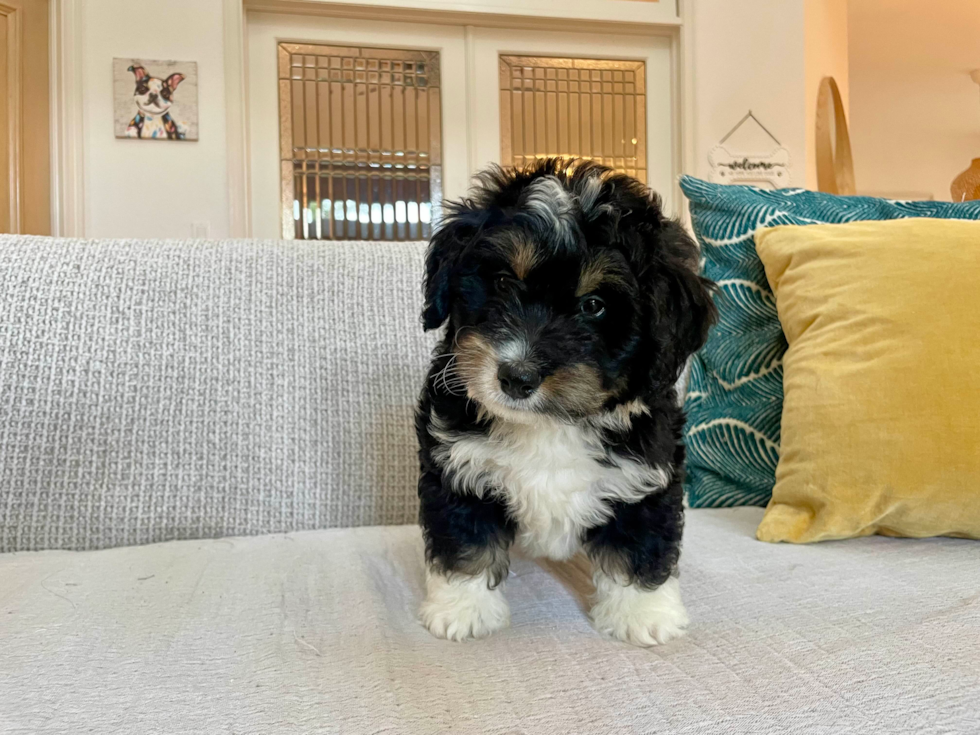 Cute Mini Bernadoodle Poodle Mix Puppy