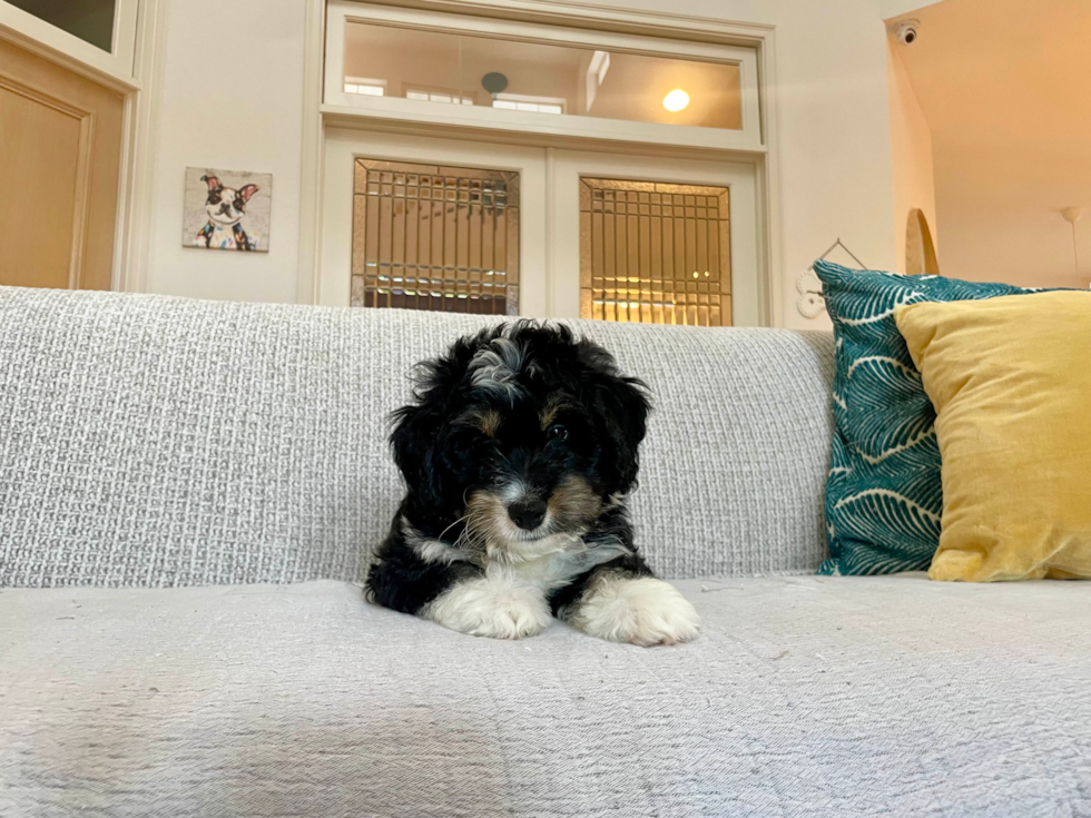 Cute Mini Bernedoodle Baby