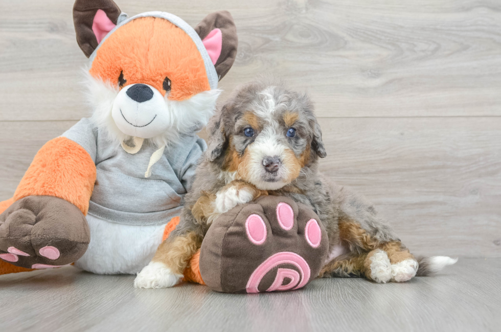 6 week old Mini Bernedoodle Puppy For Sale - Seaside Pups