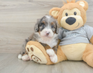 7 week old Mini Bernedoodle Puppy For Sale - Seaside Pups