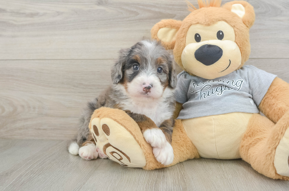 6 week old Mini Bernedoodle Puppy For Sale - Seaside Pups