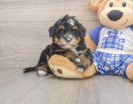 6 week old Mini Bernedoodle Puppy For Sale - Seaside Pups