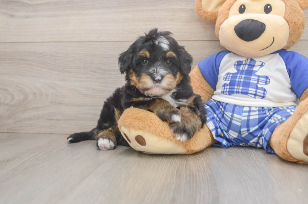 5 week old Mini Bernedoodle Puppy For Sale - Seaside Pups