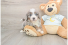 Mini Bernedoodle Puppy for Adoption