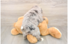 Mini Bernedoodle Pup Being Cute