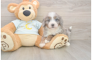Best Mini Bernedoodle Baby