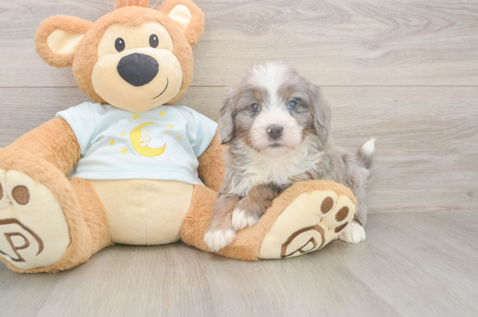 5 week old Mini Bernedoodle Puppy For Sale - Seaside Pups