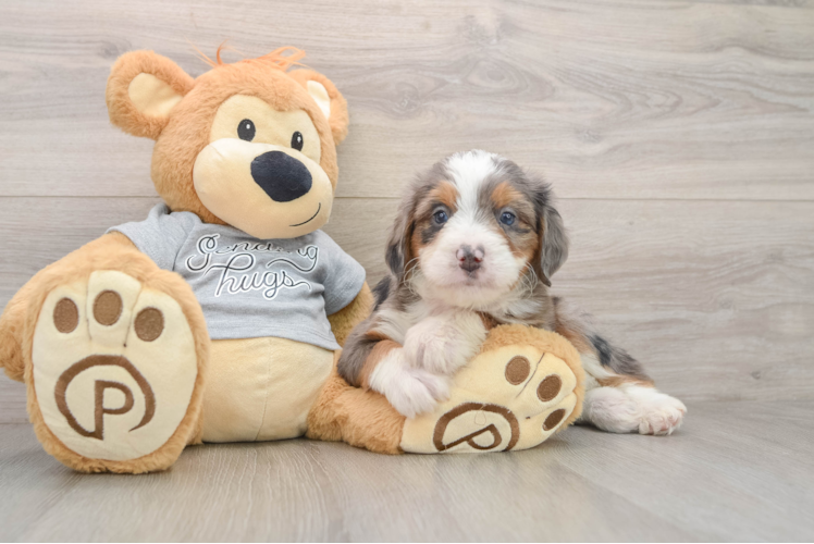 Adorable Mini Bernadoodle Poodle Mix Puppy