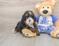 6 week old Mini Bernedoodle Puppy For Sale - Seaside Pups
