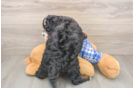 Hypoallergenic Mini Bernesepoo Poodle Mix Puppy