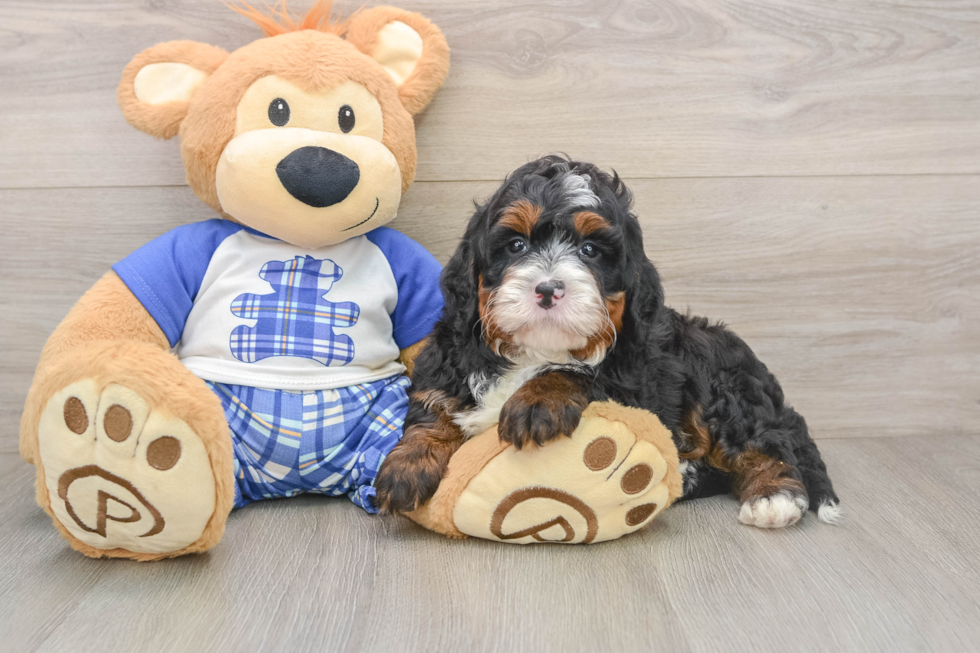 Smart Mini Bernedoodle Poodle Mix Pup