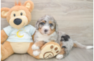 Best Mini Bernedoodle Baby