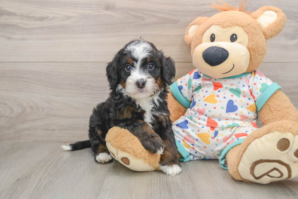 Mini Bernedoodle Pup Being Cute