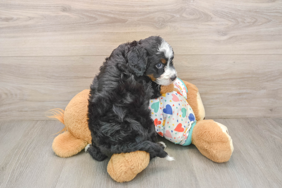Hypoallergenic Mini Bernesedoodle Poodle Mix Puppy