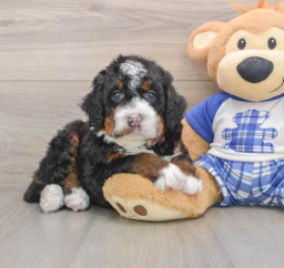 7 week old Mini Bernedoodle Puppy For Sale - Seaside Pups