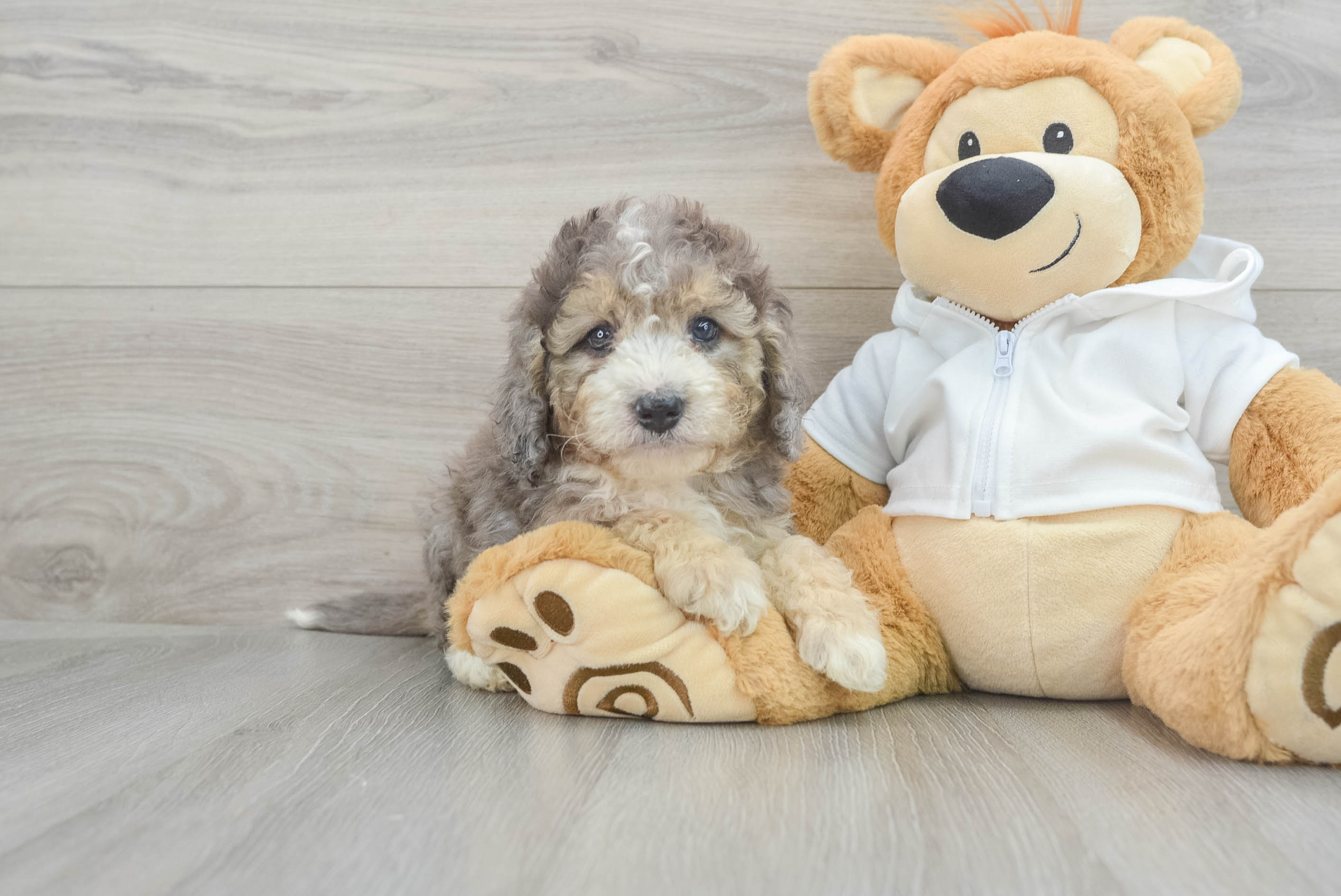 Best Mini Bernedoodle Baby