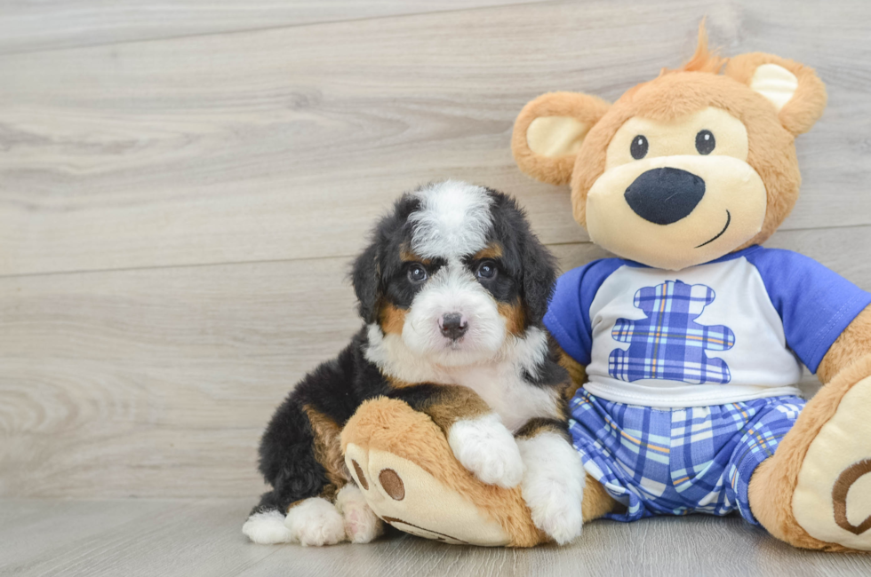 7 week old Mini Bernedoodle Puppy For Sale - Seaside Pups