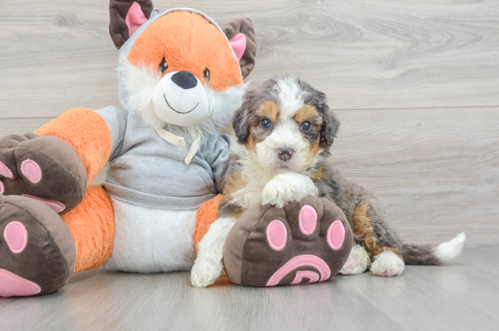 6 week old Mini Bernedoodle Puppy For Sale - Seaside Pups
