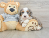 7 week old Mini Bernedoodle Puppy For Sale - Seaside Pups