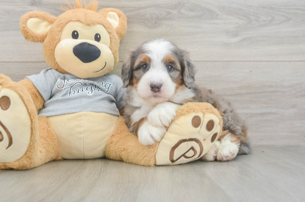 6 week old Mini Bernedoodle Puppy For Sale - Seaside Pups