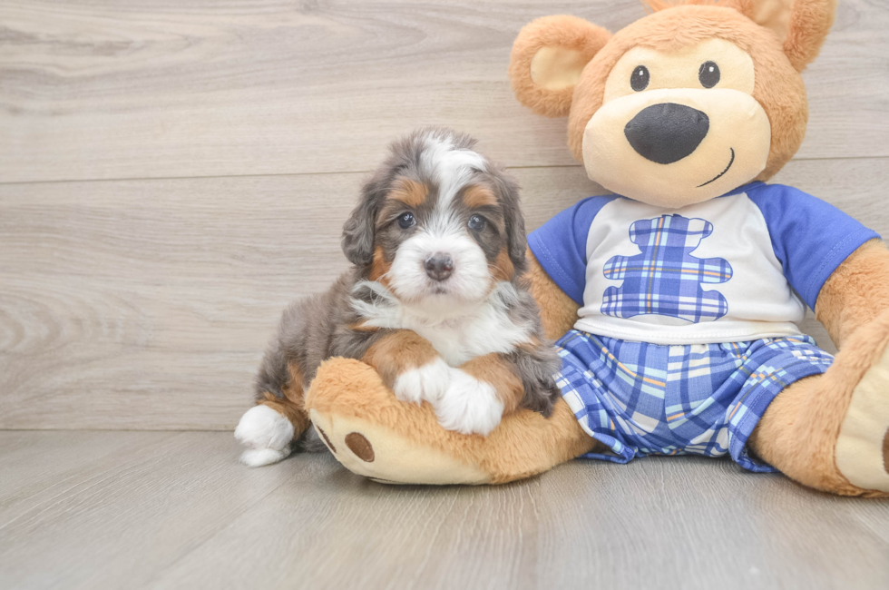 5 week old Mini Bernedoodle Puppy For Sale - Seaside Pups