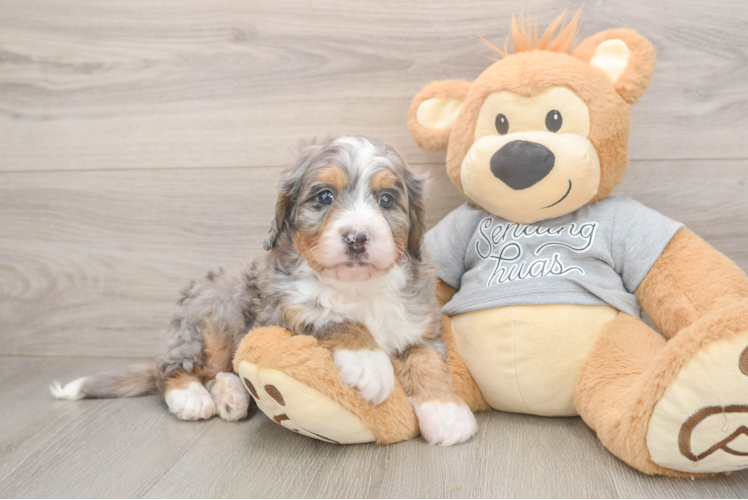 Friendly Mini Bernedoodle Baby