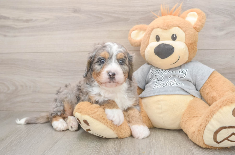 5 week old Mini Bernedoodle Puppy For Sale - Seaside Pups