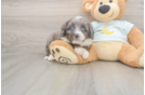 Funny Mini Bernedoodle Poodle Mix Pup