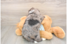 Mini Bernedoodle Pup Being Cute