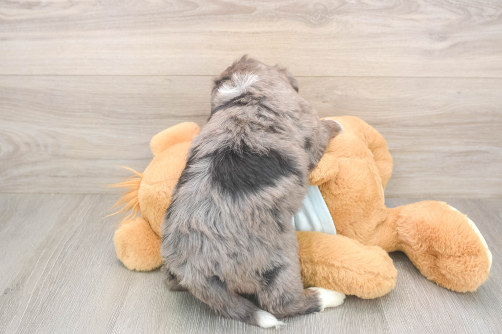Mini Bernedoodle Pup Being Cute