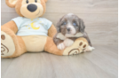 Mini Bernedoodle Pup Being Cute