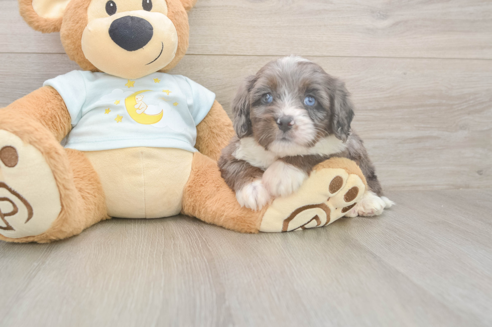 Mini Bernedoodle Pup Being Cute