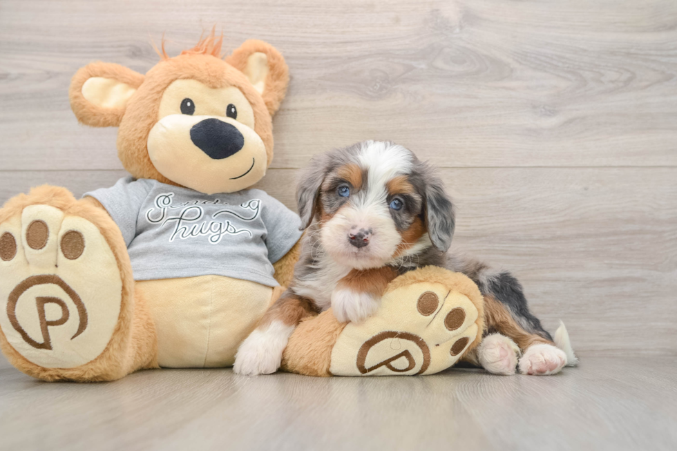 Best Mini Bernedoodle Baby