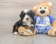 6 week old Mini Bernedoodle Puppy For Sale - Seaside Pups