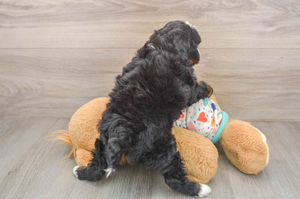 Mini Bernedoodle Pup Being Cute