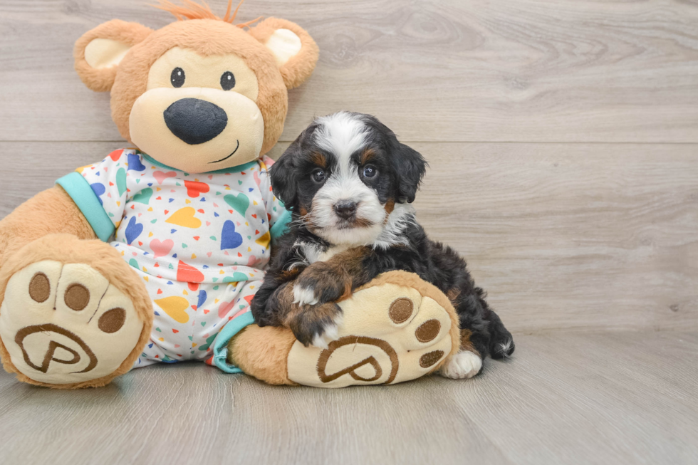 Best Mini Bernedoodle Baby