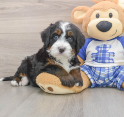 7 week old Mini Bernedoodle Puppy For Sale - Seaside Pups
