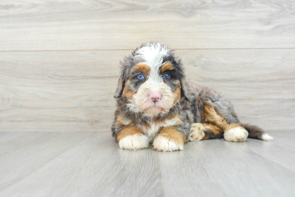 Cute Mini Bernedoodle Baby