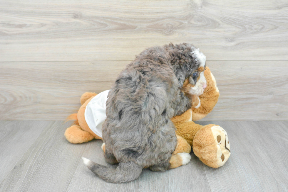 Adorable Mini Berniedoodle Poodle Mix Puppy
