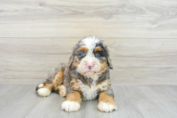Mini Bernedoodle Puppy for Adoption