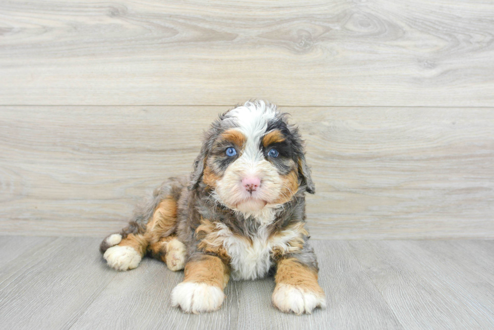 Mini Bernedoodle Puppy for Adoption
