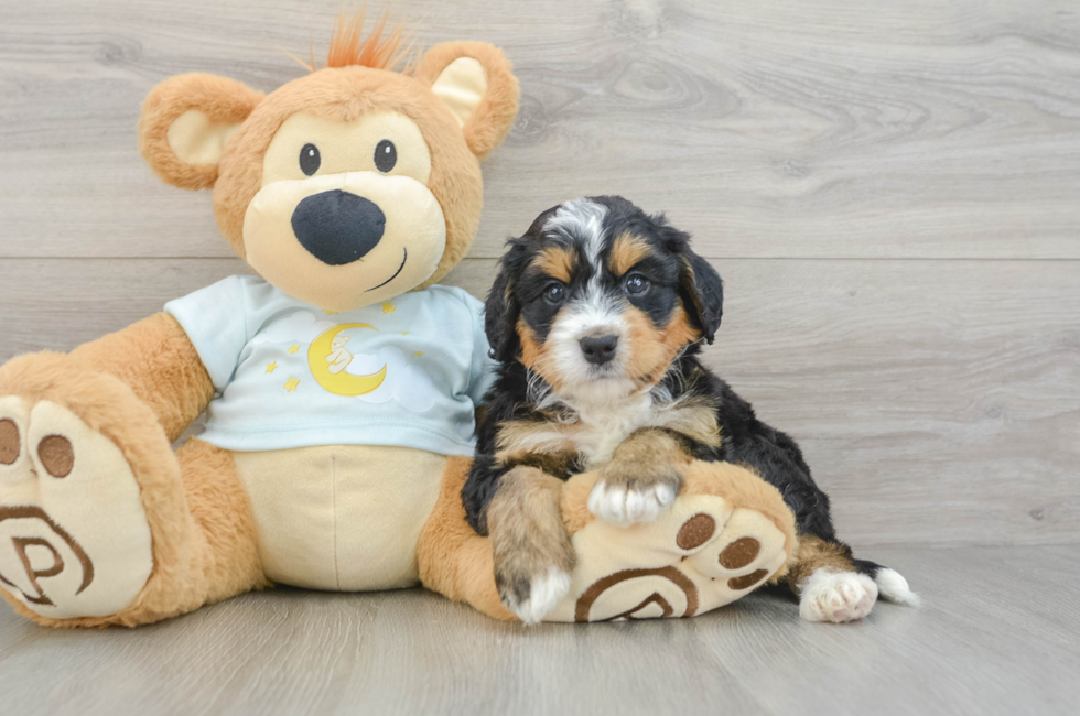 6 week old Mini Bernedoodle Puppy For Sale - Seaside Pups