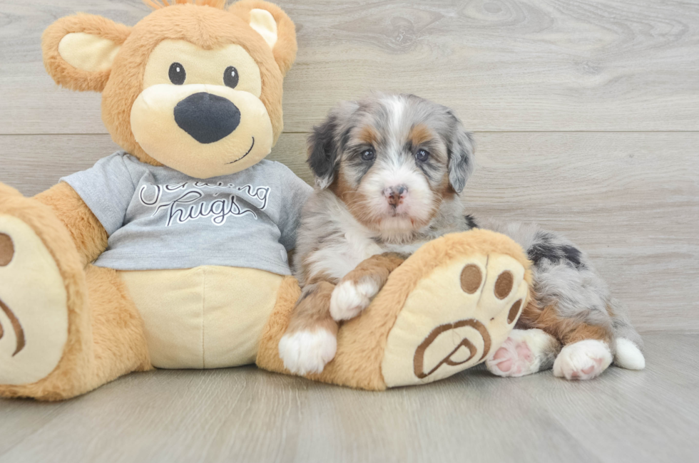 6 week old Mini Bernedoodle Puppy For Sale - Seaside Pups