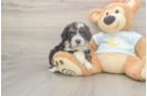 Funny Mini Bernedoodle Poodle Mix Pup