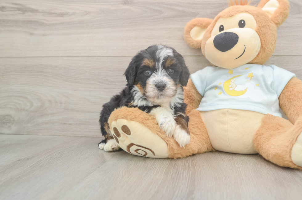 5 week old Mini Bernedoodle Puppy For Sale - Seaside Pups