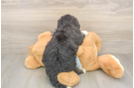 Small Mini Bernedoodle Baby