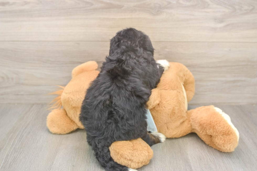 Small Mini Bernedoodle Baby