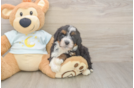 Mini Bernedoodle Puppy for Adoption