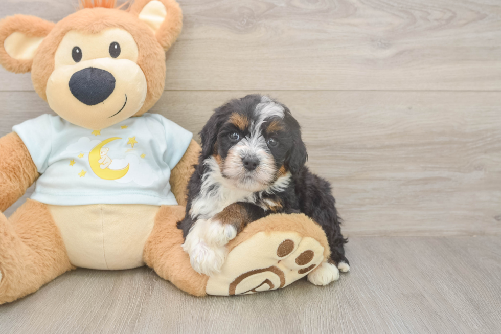 Mini Bernedoodle Puppy for Adoption