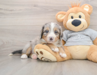 6 week old Mini Bernedoodle Puppy For Sale - Seaside Pups